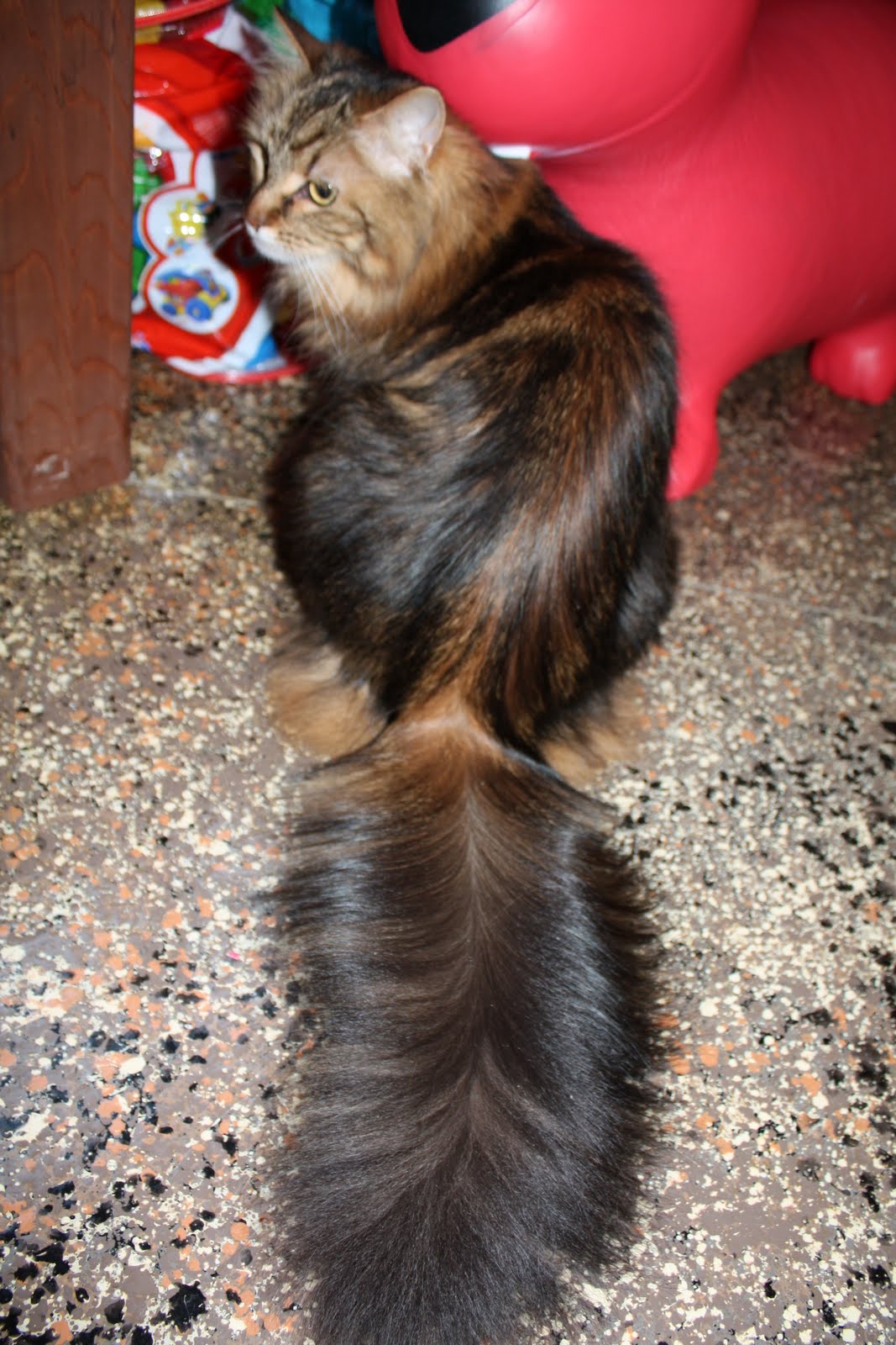 Funny Big Tail Cat