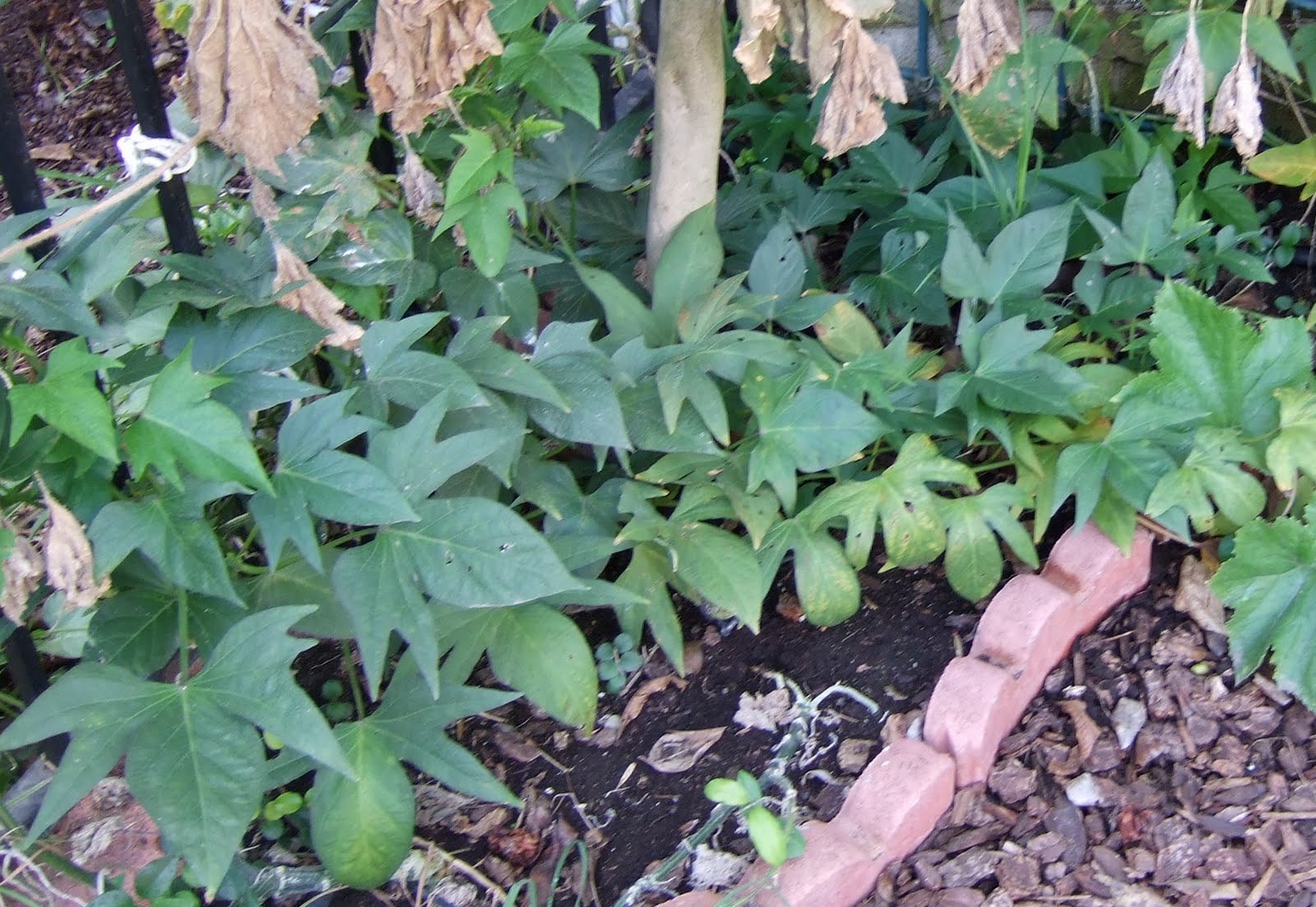My Southern California Vegetable Garden Rooting Okinawan Sweet My Southern California Vegetable Garden