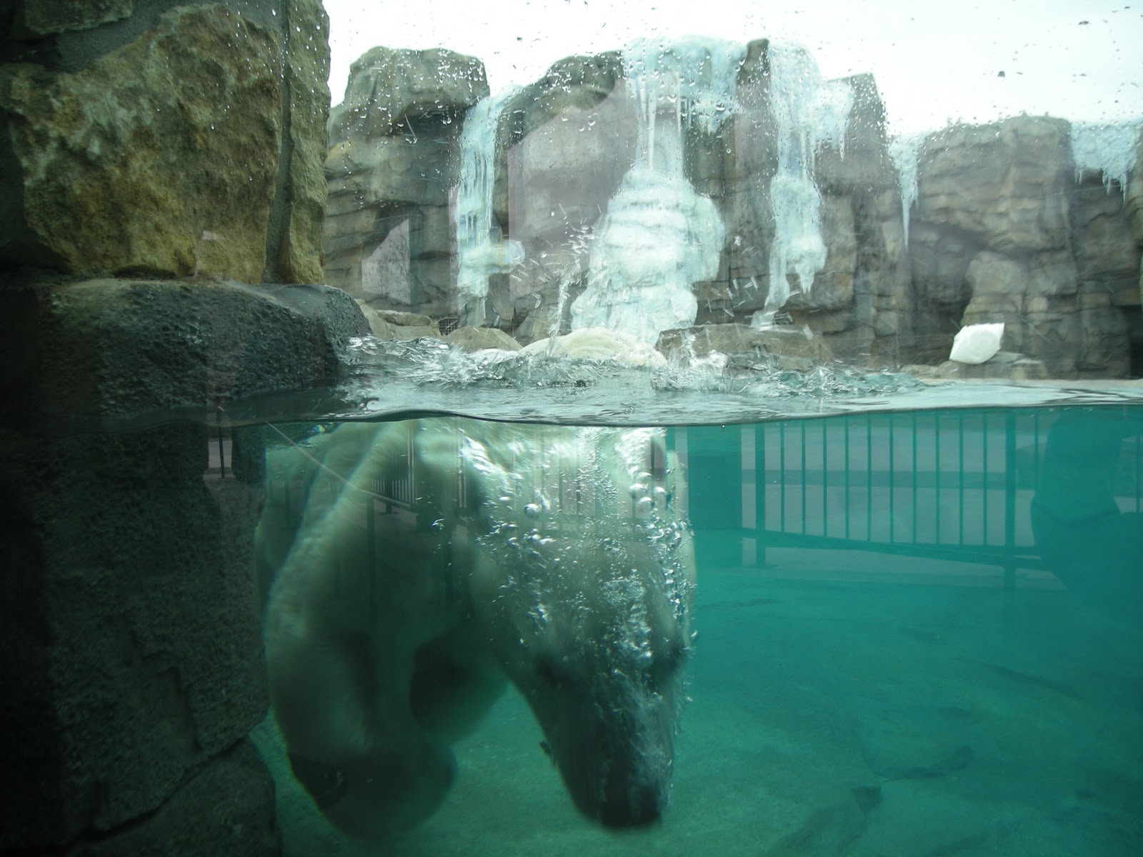 Cutting Coupons in KC Field Trip Friday Polar Bear at the Kansas City Zoo