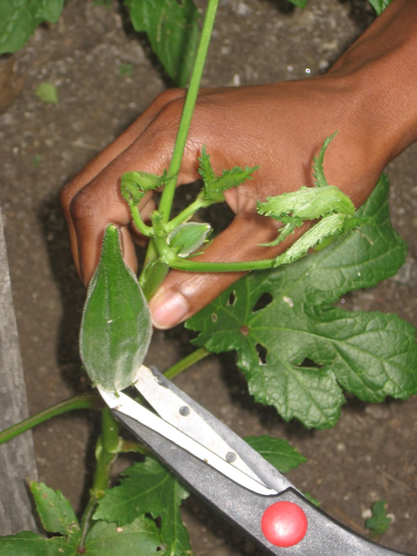 Grow It Eat Harvesting Okra And Remember To Get In The Habit Of Harvesting Your Okra Regularly Actually Stimulates Plant Into Producing More Pods