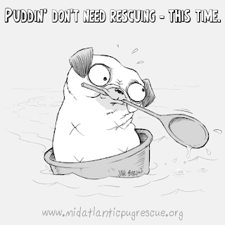 Southern Fried Pugs: Funny pug merch
