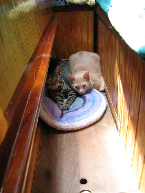 After a winter at the dock the cats are alittle distressed by a sail