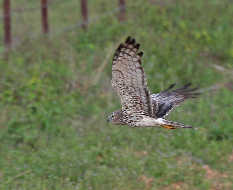 [Pied+Harrier_Chuping_040310_IMG_3973.jpg]