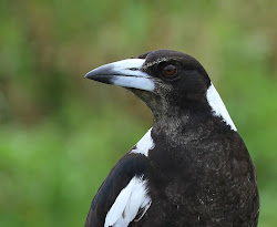 sydney australia corvids australian birds mostly deep dig backed juv form