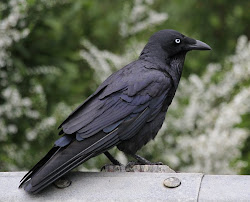 raven australian australia birds deep mostly corvids dig melbourne west