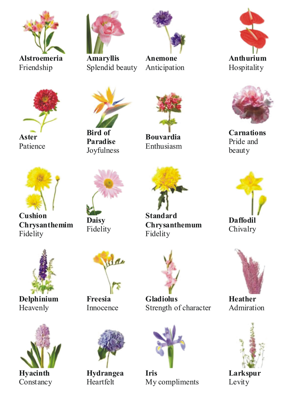 Artistic Types Of Flowers List With Pictures Image Art