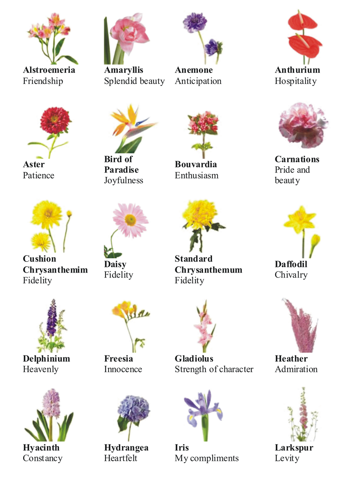 List Of Flower Names And Pictures - Beautiful Flowers