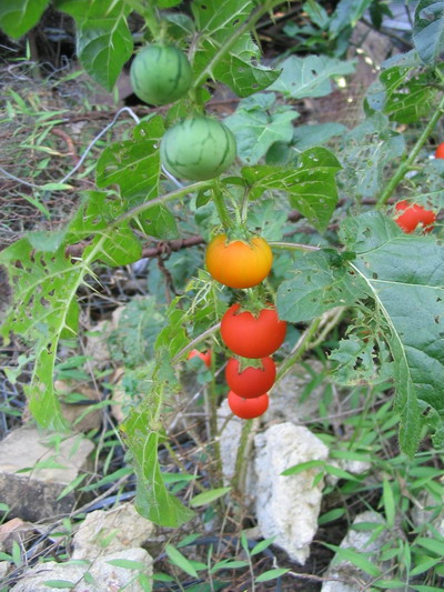 Solanum capsicoides - Joá - Mata cavalo - Melancia da praia (60fps