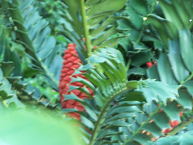 [cycad.JPG]