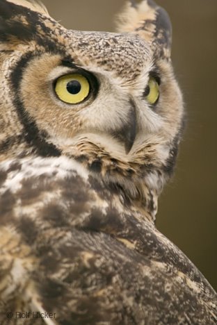 I love Owls!