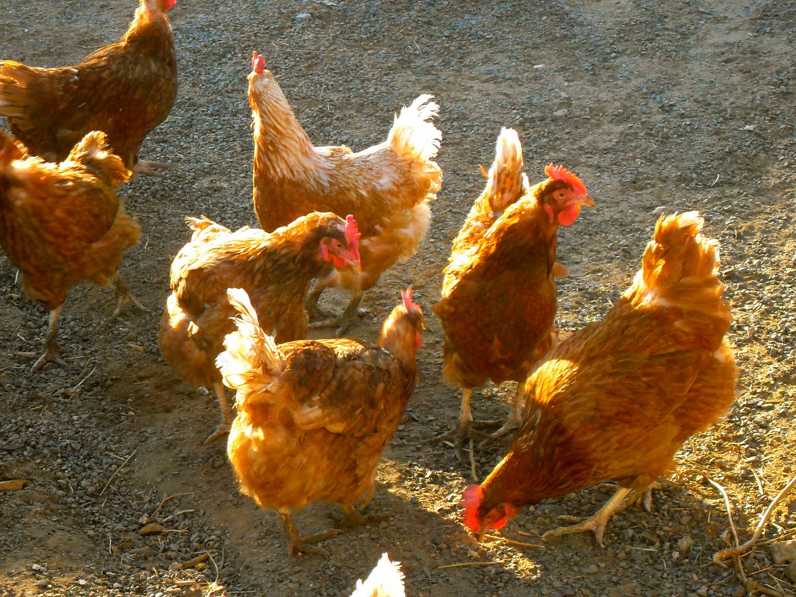 Ribbonwood Cottage Scared Chickens!Chicken collection