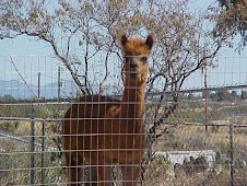 Tinker standing tall