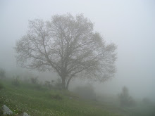 Niebla