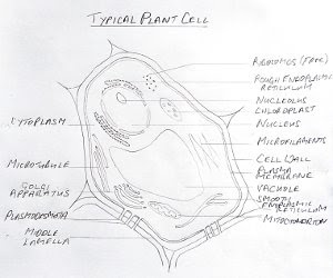 My Broken Garden: Typical Plant Cell's Structure and Functions