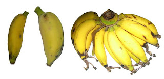 Bananas are small and sweet and are available all year.