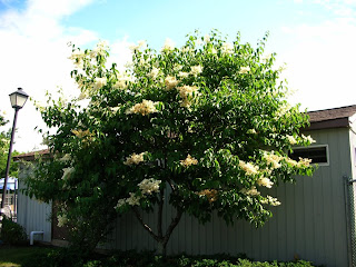 MucknMire: Japanese tree lilac , Syringa reticulata