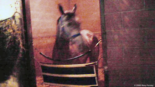 Indyanne in her stall