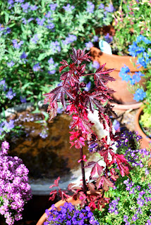 summer flowers
