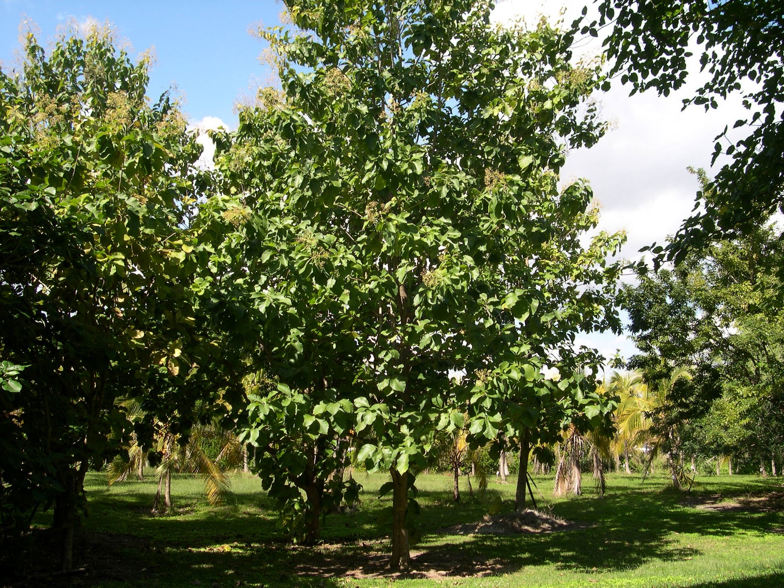 Дерево тик-тик. Тик — древесина тикового дерева. Тик дерево. Тиковое дерево древесина. Тик дерево тайланд.
