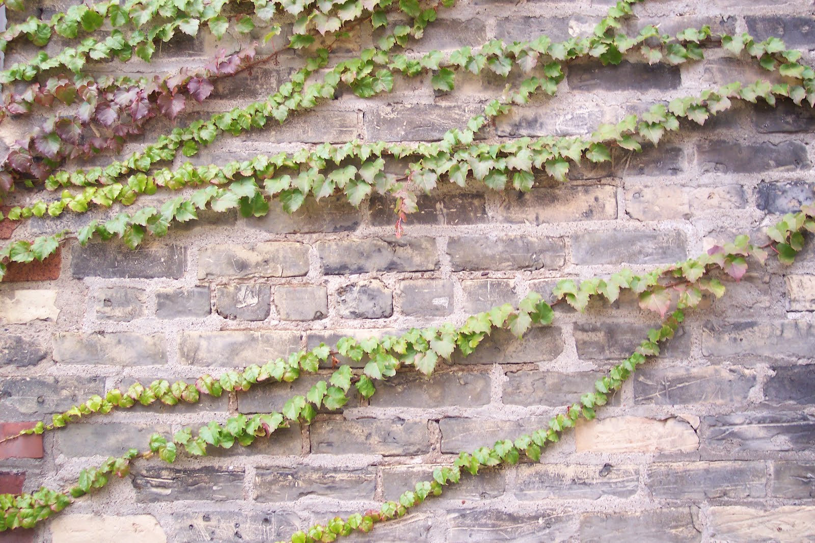 Fierce Dandelions Suspend Your Love of...