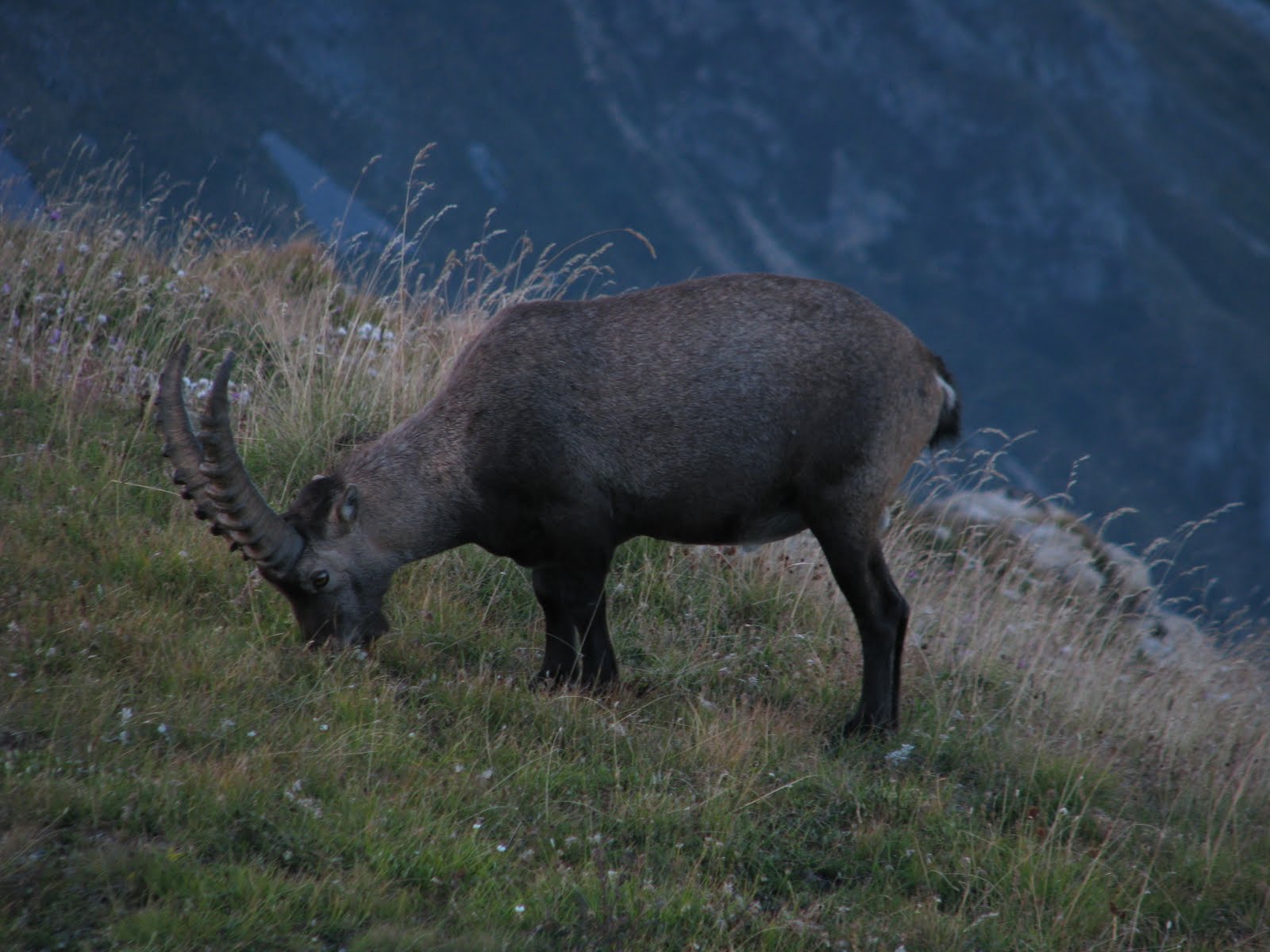 L'état sauvage Forts militaires Les forts de Tende