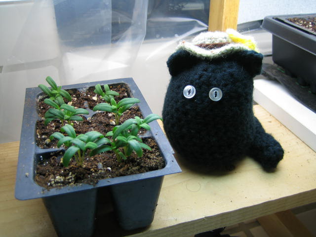 Farmcat in the greenhouse