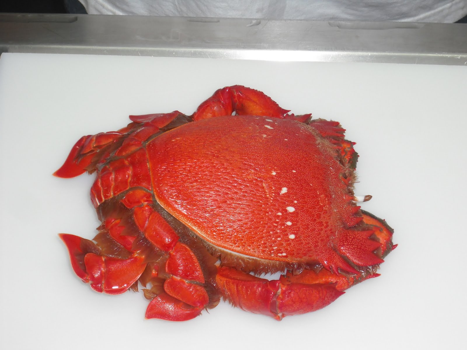 Spanner Crabs Noosa HOW TO COOK YOUR NOOSA SPANNER CRAB