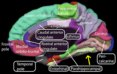 Medial surface of cerebral cortex - fusiform gyrus