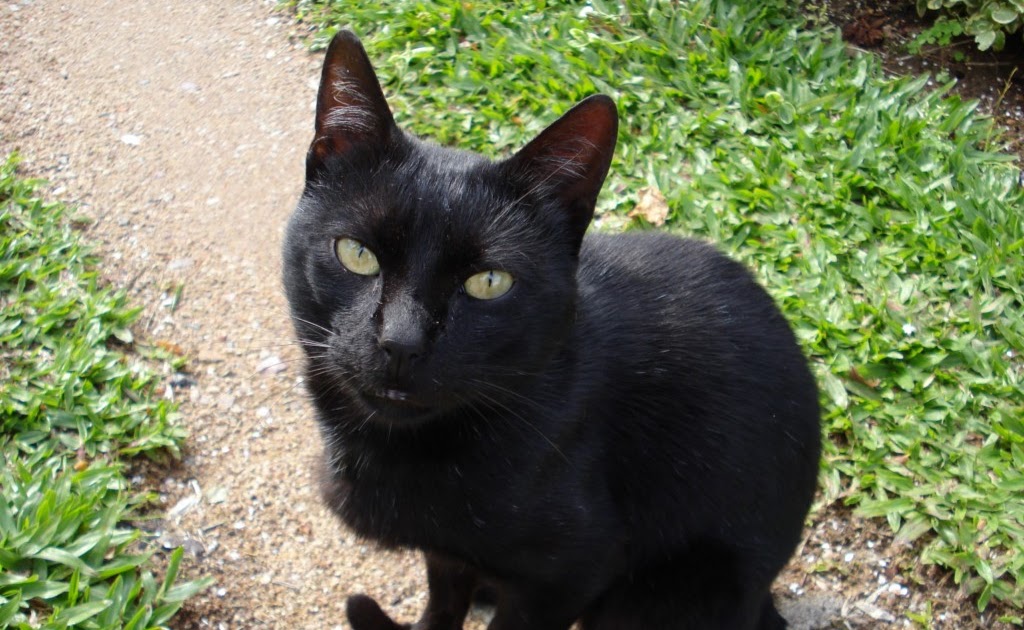 Canguçu em Cores VIRA O GATO PRETO Ney Mato Grosso Imagem Canguçu RS Brasil