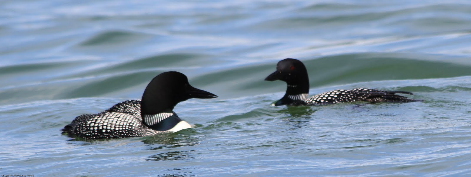 Wings & Wildflowers Minnesota Loons