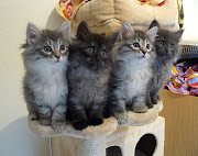 CAMADA 4 (24 Setiembre 2010).Padres: Dana Raszputyin x Bladi .