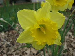 Sunny Daffodils