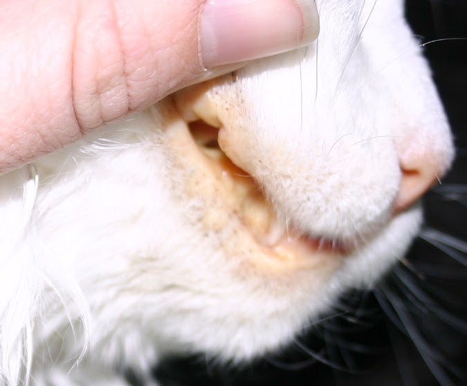 Печень симптомы котам. Кальцивироз конъюнктивит. Кальцивироз (эозинофильная гранулема). Желтушность слизистых оболочек у животных.