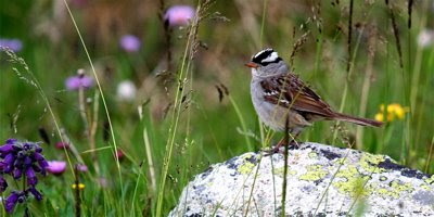 White crowned Sparrow