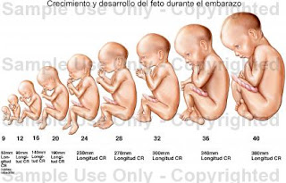 De bebe gestacion 4 caracteristicas de meses