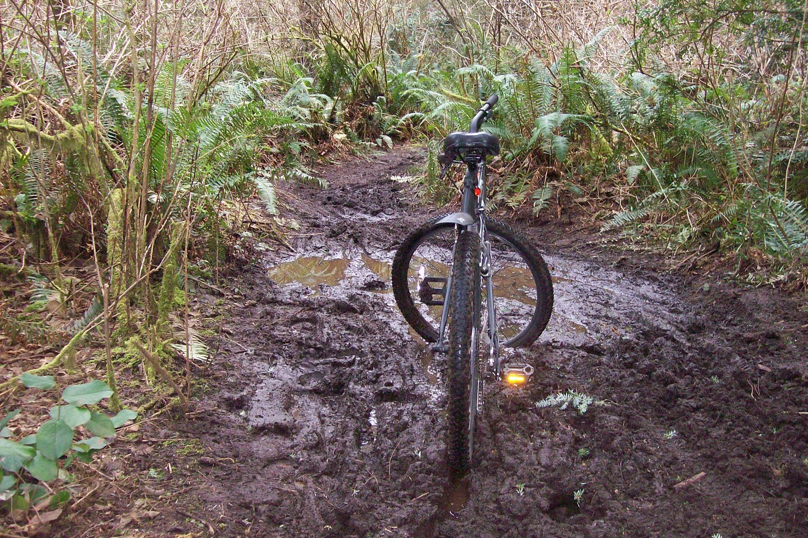 Extrahyperactive Mountain Biking In Banner Forest