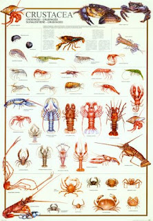 Plantae dan Animalia: Klasifikasi Invertebrata