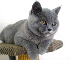 British shorthair