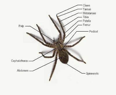 Spider Diagram | Michigan Spiders