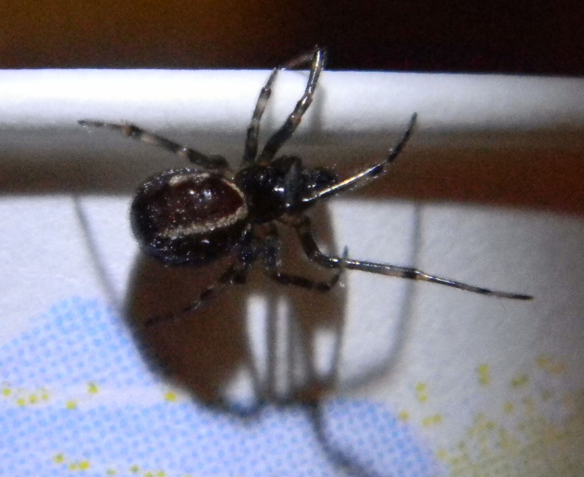 Rabbit Hutch Spider Michigan Spiders