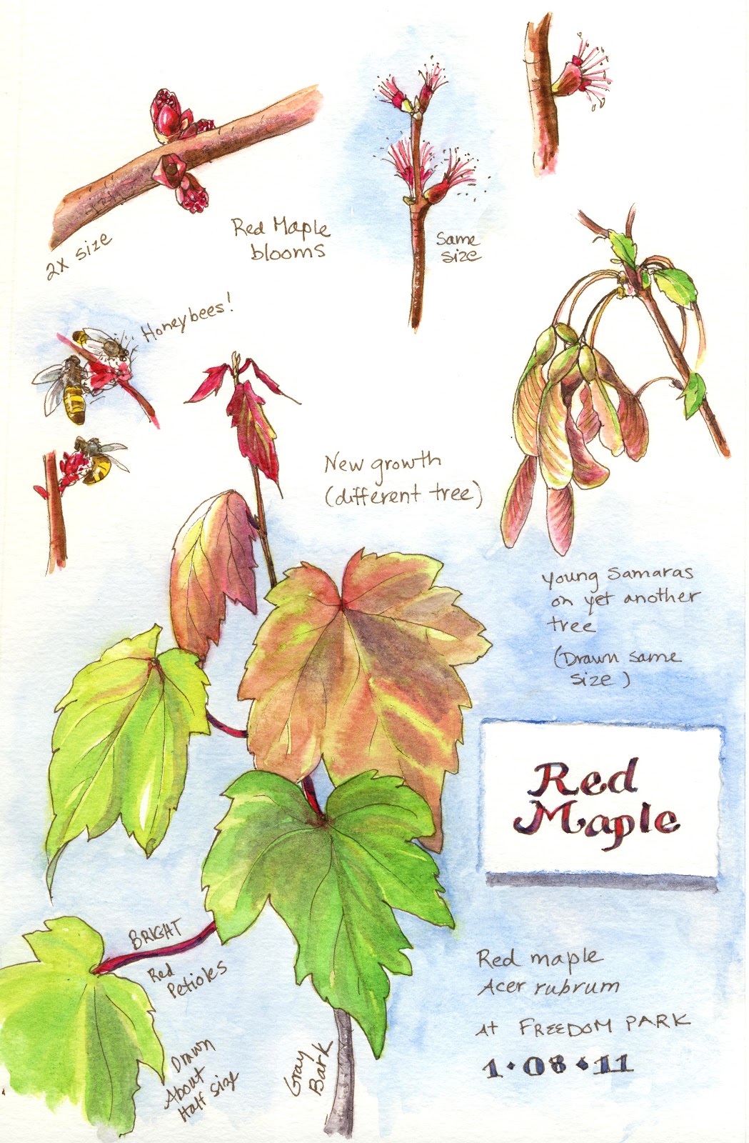 A Nature Art Journal Red maples at Freedom Park