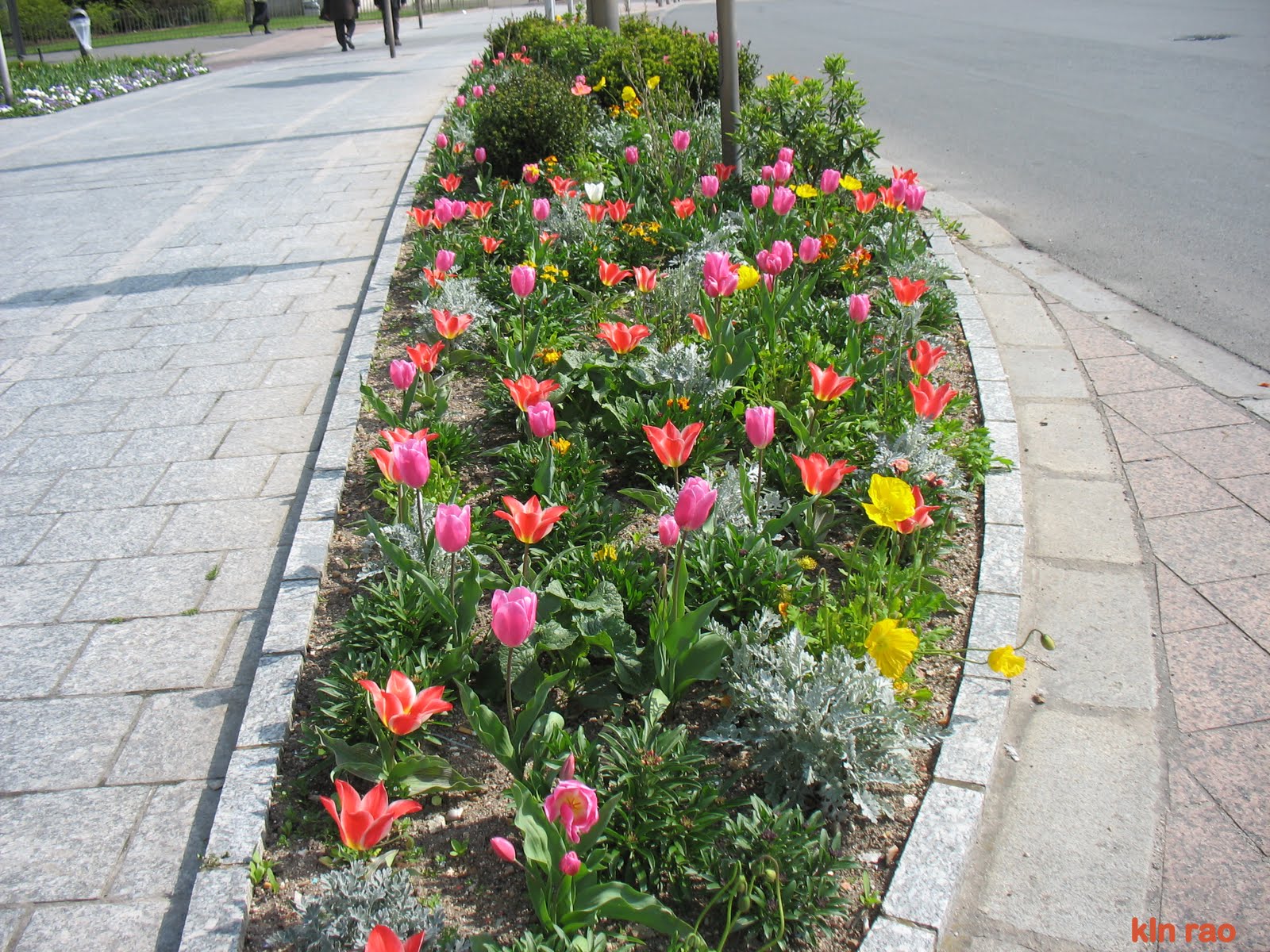 Clicks by Kln Rao and me Beautiful Flowers in Orleans, France
