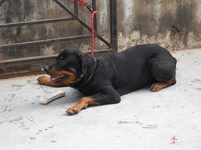 Rottweiler Dog Ahmedabad