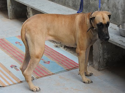 female greatdane dog ahmedabad