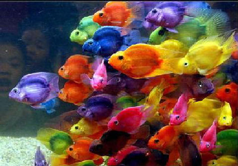 [peixes-coloridos.jpg]