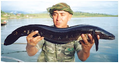Fishes of andhra pradesh and india
