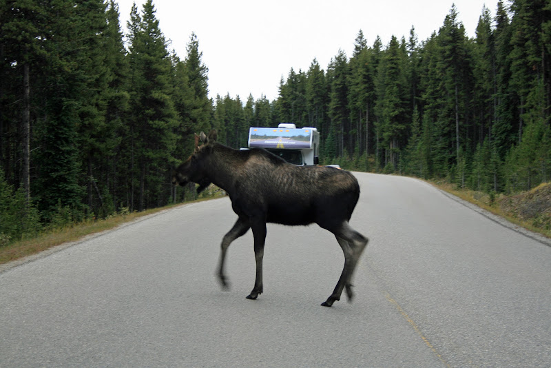 JASPER NATIONAL PARK - Recorriendo la costa oeste de Canadá y la Península Olympic en EEUU (5)