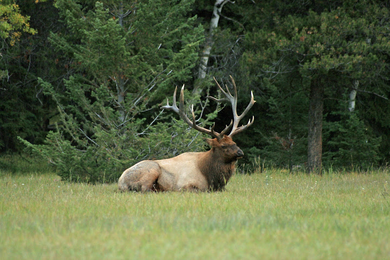 JASPER NATIONAL PARK - Recorriendo la costa oeste de Canadá y la Península Olympic en EEUU (7)