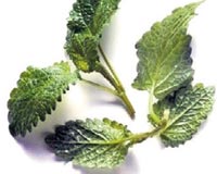 [elif+gÃ¼veloÄ lu.jpg]