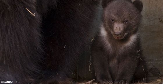 Bill's Ponderings: Switzerland's Bern Bear Park has new attraction